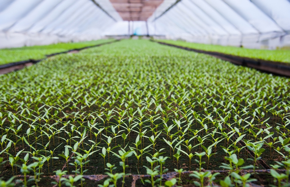 rows of potted seedlings and young plants in greenhouse