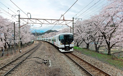 view of a fast train traveling on rail tracks with flourishing cherry blossoms along the railway ~ spring scenery of beautiful sakura namiki along railroad at jr katsunuma station in yamanashi japan