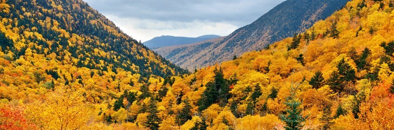 colorful autumn foliage in white mountain, new hampshire.