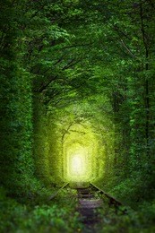 fantastic trees - tunnel of love with fairy light afar, magic background