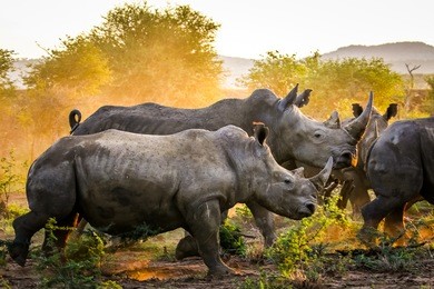 herd of rhino fighting in dust at sunrise, south africa