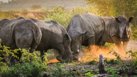 endangered wild rhinos fighting in dust at sunset