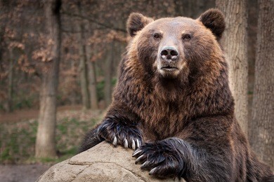 kamchatka bear is standing leaning against a large rock, portrait