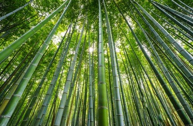 bamboo forest , arashiyama area, kyoto, japan