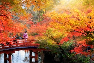 wooden bridge in the autumn park, japan autumn season, kyoto japan.