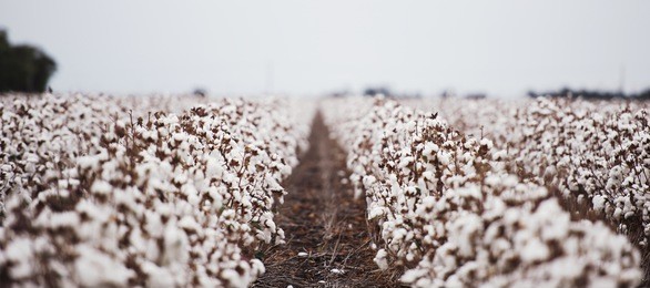 cotton fields ready for harvesting in oakey, queensland