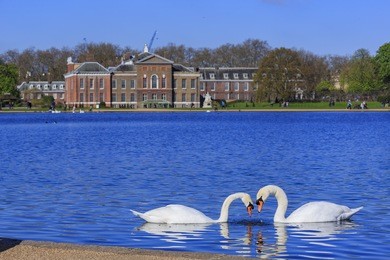 beautiful pair of swan around hyde park, london, united kingdom