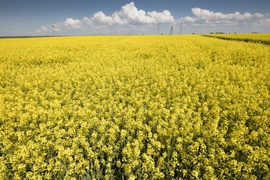 oil seed rape field, bio fuel theme