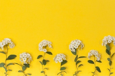 white flowers on yellow background. blooming concept. flat lay.