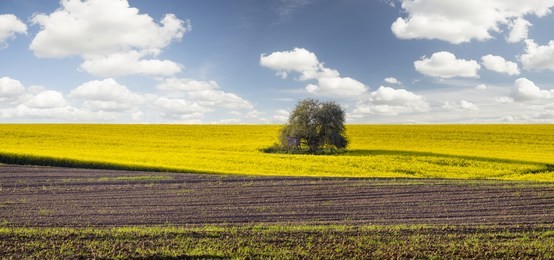 spring field of green wheat, blooming rape, panorama