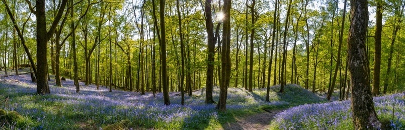panoramic view of bluebell carpet's in fishgarth wood, ambleside, lake district, uk.