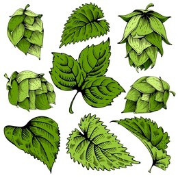 vintage designs elements set with hops and leaves. hops hand drawn in artistic engraved style. colored vector illustration. isolated on white background.