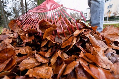 raking leaves. leaves. gardening in the fall.