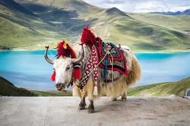 decorated white tibetan yak at the yamdrok lake in tibet, china