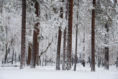 snow covered tree in yosemite