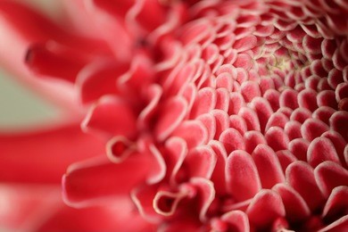 close up of red torch ginger flower petal.