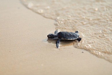 baby sea turtles on the beach