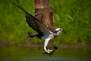 osprey catching fish. action scene with osprey in the nature water habitat. bird of prey with fish in the talons.