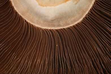 portabella mushrooms. close-up.
