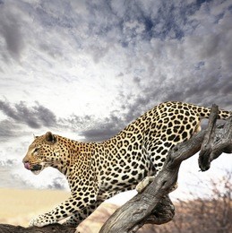 leopard