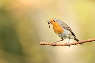 the early bird:
...gets the worm. this is a robin that i have nesting in my garden. i set up near a regularly used perch to wait for this shot.