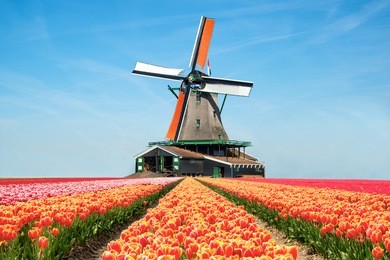 landscape of netherlands bouquet of tulips and windmills in the netherlands. 
