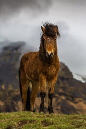 icelandic horses amongst old ruins in country side