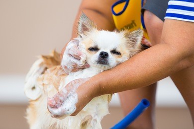 cute chihuahua dog taking a bath in home  