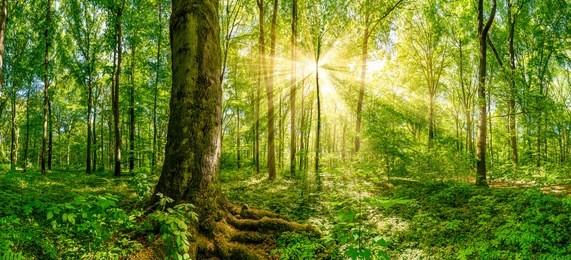 forest with golden sun rays