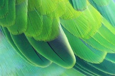colorful feathers background