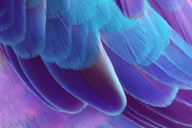 colorful feathers background