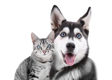 cat and dog together, isolated on white