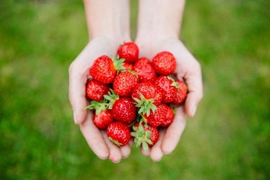 fresh strawberries closeup. woman holding strawberry in hands