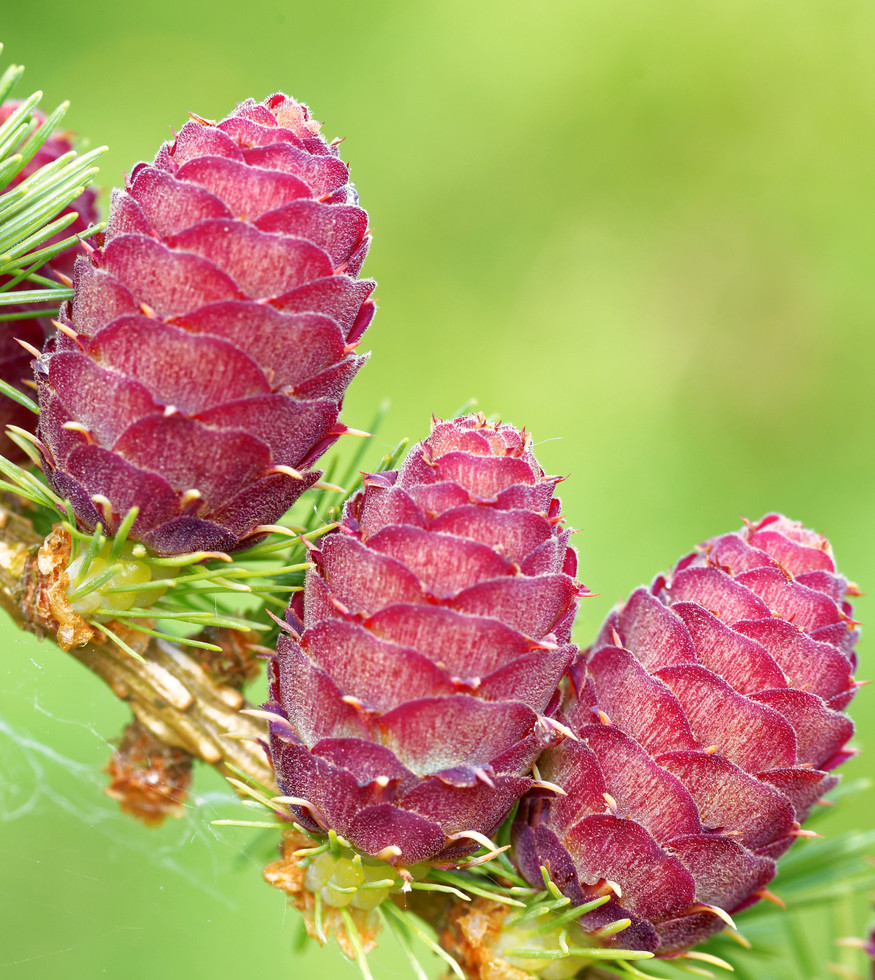 ovulate cones and pollen cones of larch tree in spring, end of