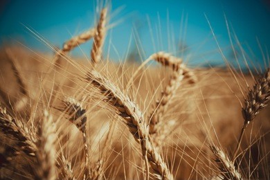 gold wheat field and blue sky