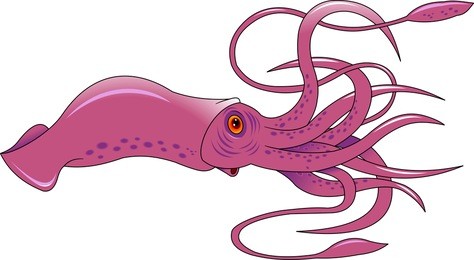 vector squid water ocean design