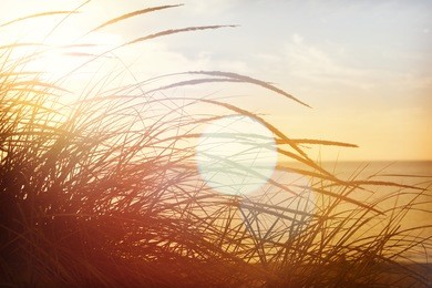 beach grasses on the seashore, shot into the sun, lens flare