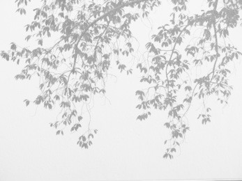 shadow of the leaves on a white wall