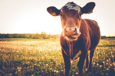 happy single cow on a meadow during sunset in summer