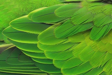 beautiful parrot feathers