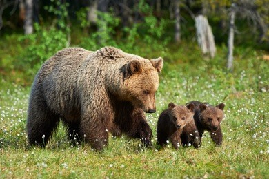 mother bear walking in finnish taiga with its small cubs 