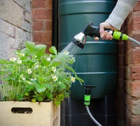 rainwater tank or water butt, woman using a hose connected to a rain collector to water strawberry plants in pot.