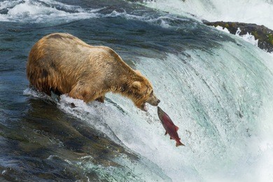bear hunts salmon