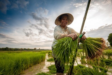 farmer on green fields cutting rice baby. prepare for padding.