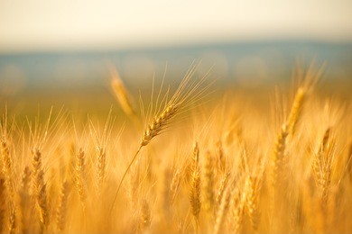 wheat field on sunset