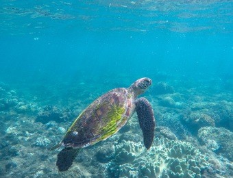 sea turtle in blue water. green sea turtle swimming in the ocean. image of rare marine animal - green turtle. green turtle in coral reef. blue sea and sea animal. snorkeling and diving with sea turtle