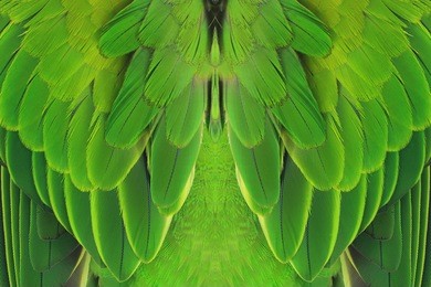 beautiful parrot feathers