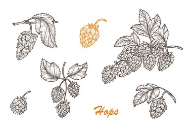 hand drawn engraving style hops set. common hop or humulus lupulus branch with leaves and cones. vector illustration