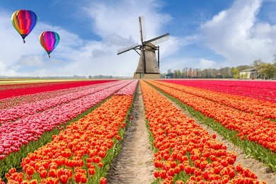 landscape of netherlands tulips with hot air ballon and windmills in the netherlands.
