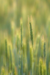 rye ear